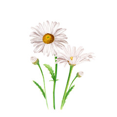Watercolor daisy flower composition, hand drawn illustration isolated on white
