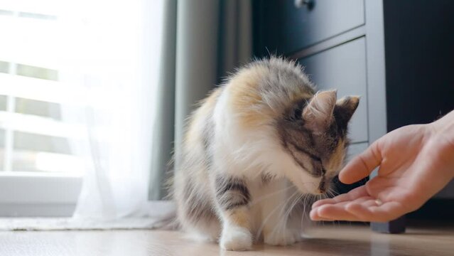 Cat Gives a Paw. Owner Training Long-Haired Calico Cat Pet To Gives Paw At Home