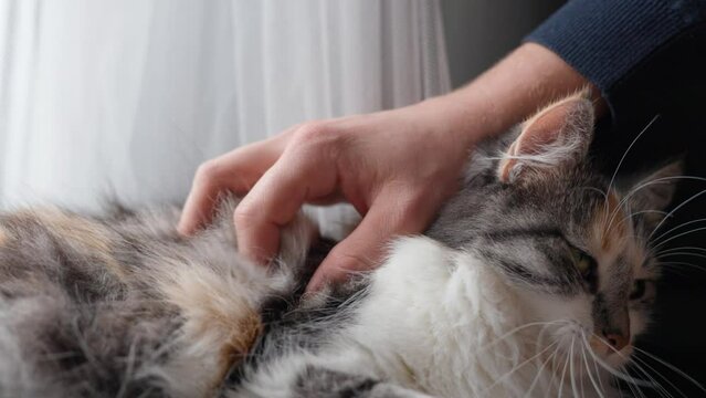 Woman's Hand Petting Cat's head, Owner Pats a Cat Relaxing by The Window - Close-up
