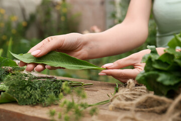Woman with fresh green leaf outdoors, closeup. Drying herbs