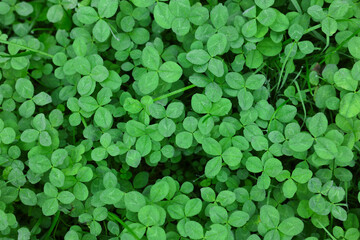 Beautiful green dutch clover as background, top view