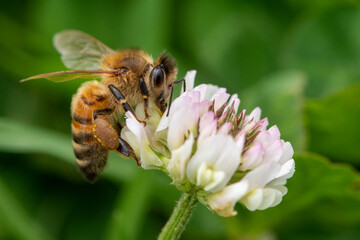 bee on a flower