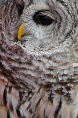 Barred Owl close up at educational event