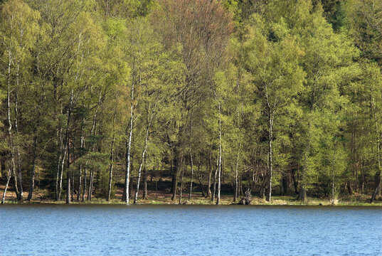 Bouleau verruqueux, Betula pendula, Lac des Séttons, Parc naturel régional du Morvan, 58, Nièvre