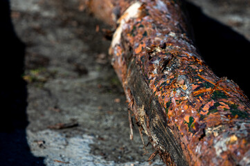 A bark of the Pinus sylvestris, the Scots pine, Scotch pine or Baltic pine.
