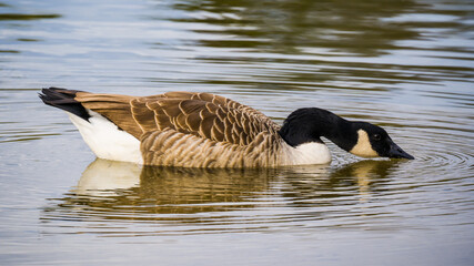 Drinking canada goose on lake, reflections in water