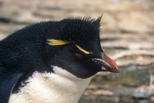Gorfou sauteur,.Eudyptes chrysocome, Southern Rockhopper Penguin, Iles Falkland, Malouines