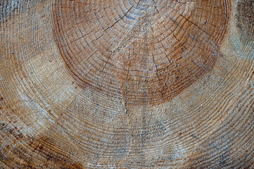 Fototapeta premium Pinus sylvestris, the Scots pine, Scotch pine or Baltic pine. Wood cross section.