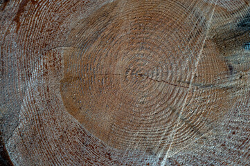 Naklejka premium Pinus sylvestris, the Scots pine, Scotch pine or Baltic pine. Wood cross section.