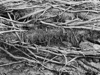 Old tree trunk with ivy roots