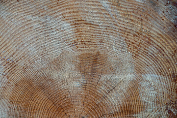 Pinus sylvestris, the Scots pine, Scotch pine or Baltic pine. Wood cross section. - obrazy, fototapety, plakaty