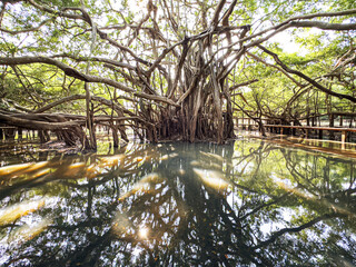Giant Banyan Tree Reflection on the Water 