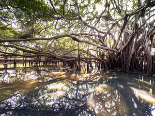 Giant Banyan Tree Reflection on the Water 