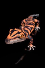 Japanese Cave Gecko 3D