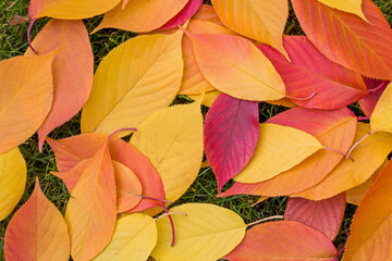 colorful red and yellow leaves from japanese cherry tree in autumn