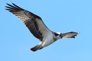 osprey in hunting a fish