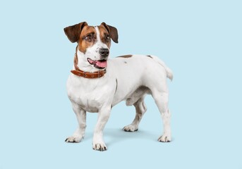 Obraz premium Cute domestic dog pet posing