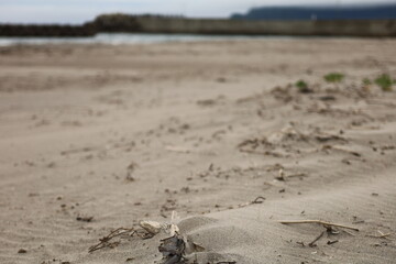 初夏の函館、湯川のまだ肌寒い海岸。