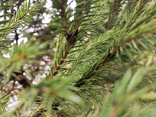Coniferous branches, background of spruce branches macro photography