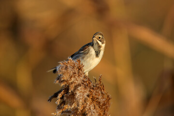 A female The common reed bunting (Emberiza schoeniclus) is photographed in its natural habitat against a blurred background. Close-up in the soft morning light