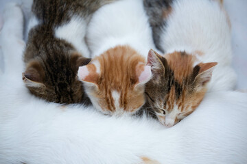Fototapeta na wymiar three little kittens eat milk