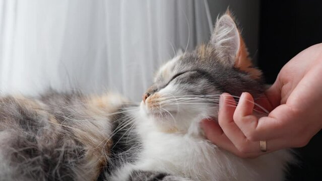 Love and care about pet. Woman's hand scratching behind the ears of a cute tabby cat who is lying on floor. The cat closed his eyes in pleasure. Long-Haired Calico
