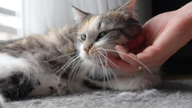 Owner's Hand Cuddling Long-Haired Calico Domestic Cat Resting On the Floor At Home - Close-up