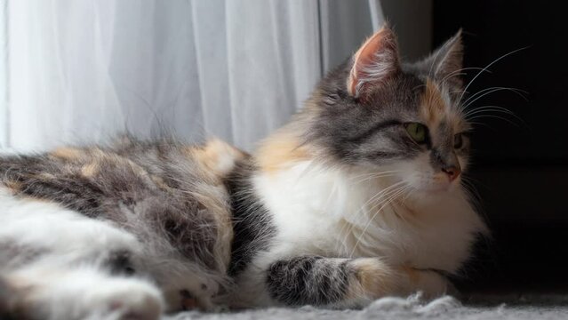 Sleepy Long-Haired Calico Cat Lying on Floor by the Window
