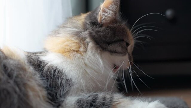 Long-Haired Calico Domestic Cat Fed with Dry Pet Food From Hand - close-up