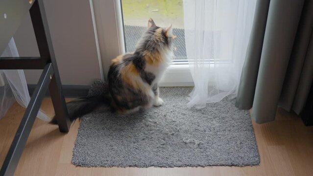Lonely Long-Haired Calico Cat Sitting by the Door Asking To Go Outside