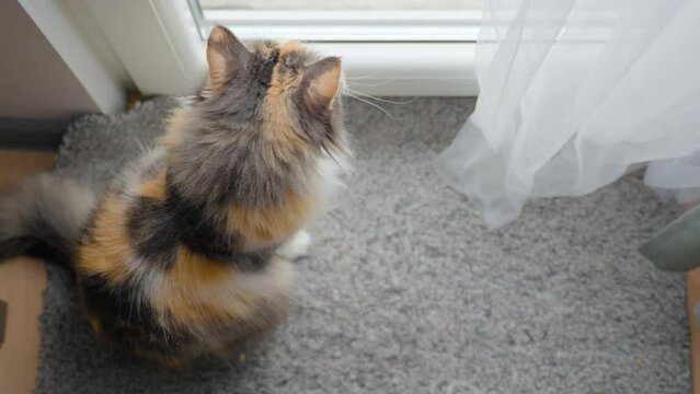 Lonely Long-Haired Calico Cat Looking At the Window Sitting Inside Apartment