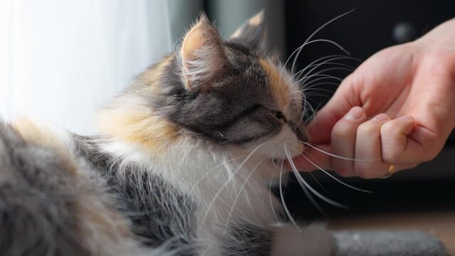 Feeding cat - Owner's Hand Gives Whiskas Pet Food to Long-Haired Calico Domestic Cat