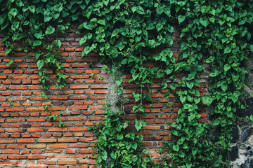 leaves twisted vines liana jungle plant	
