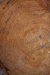 Fototapeta premium Larix decidua, the European Larch. Wood cross section.