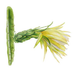 Botanical flower illustration Pitaya. Watercolor Botanical drawing of  exotic  flower dragon fruit or pitahaya