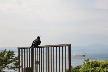 函館の山の上から海を見下ろす。