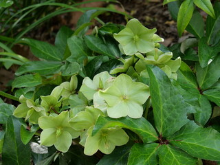Hellebores argutifolius , Corsican Hellebore is an unmistakable plant. Its stout stems, deep green, leathery leaves and large heads of apple green flowers.