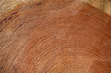 Naklejka premium Larix decidua, the European Larch. Wood cross section.