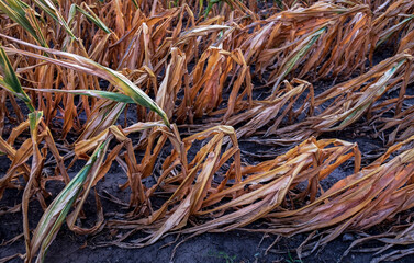 Corn field at the time of drought