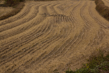 Naklejka premium It is a paddy field after harvest.