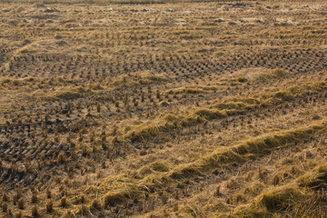 It is a paddy field after harvest.