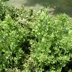 Prickly, butcher's broom, Ruscus, aculeatus