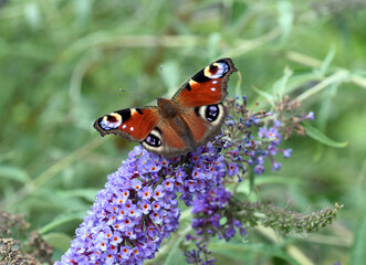 Peacock, Inachis, io