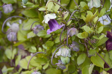 Cobaea scandens, (with fruit) the cup-and-saucer vine, cathedral bells, Mexican ivy, or monastery...