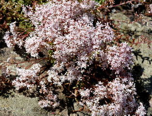 White stonecrop, Sedum, album