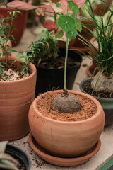 A stephania erecta, a rare and collectable vining caudiciform plant sold at a plant shop