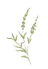 Watercolor illustration of lavender flower
