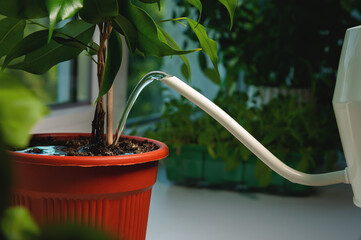 Close-up pot, watering green home plant at home or office, care for home flowers, pour liquid,...