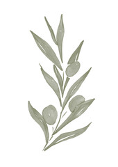 Fototapeta premium Watercolor illustration of olive tree branch