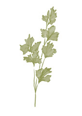 Watercolor illustration of parsley branch